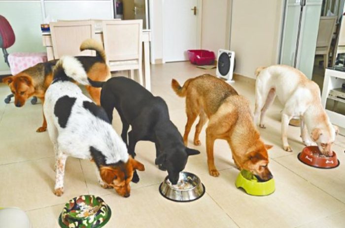 狗飲食安全 狗飲食安全