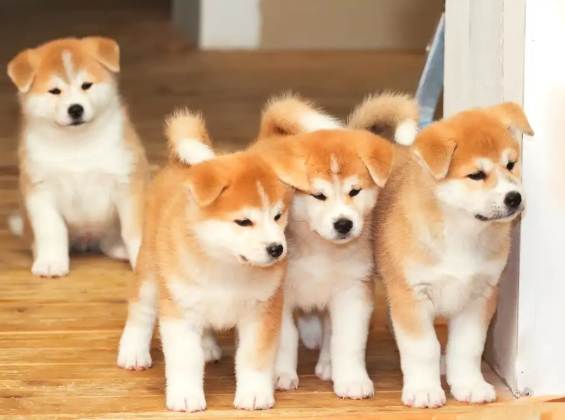 柴犬性格 柴犬性格