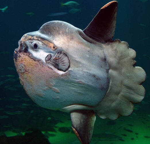 翻車魚水族館 翻車魚水族館