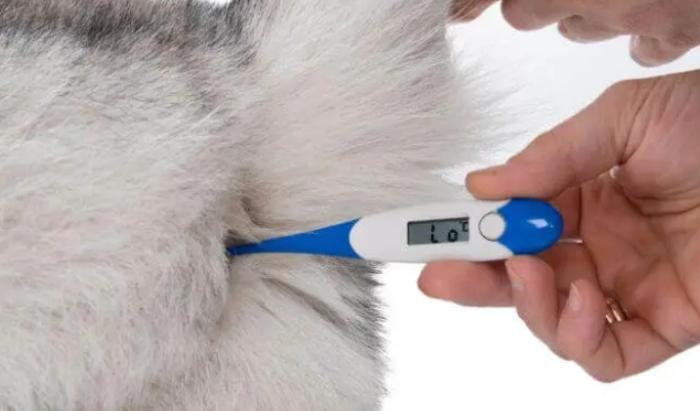 狗狗發燒處理 狗狗發燒處理