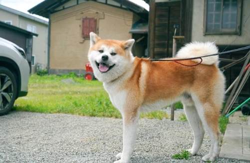秋田犬性格特點 秋田犬性格特點