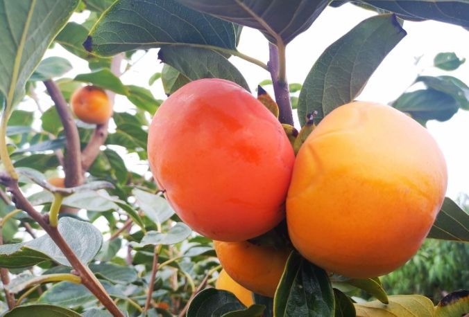 甜柿品種 甜柿品種