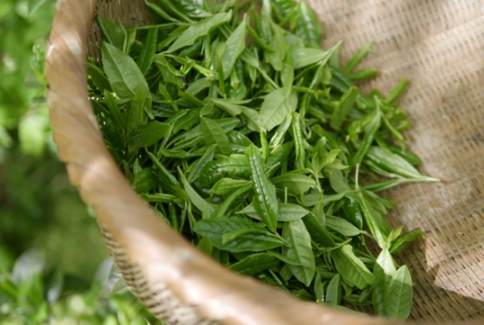 降血糖茶飲 降血糖茶飲