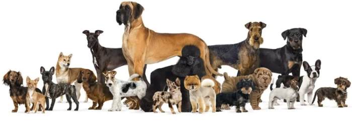 寵物選擇 寵物選擇