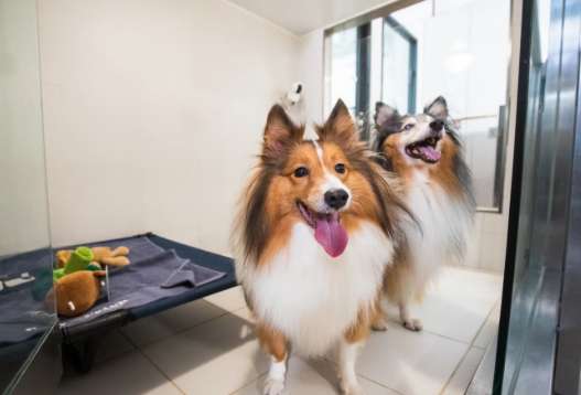 寵物送養方法 寵物送養方法