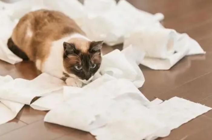 貓血尿原因 貓血尿原因