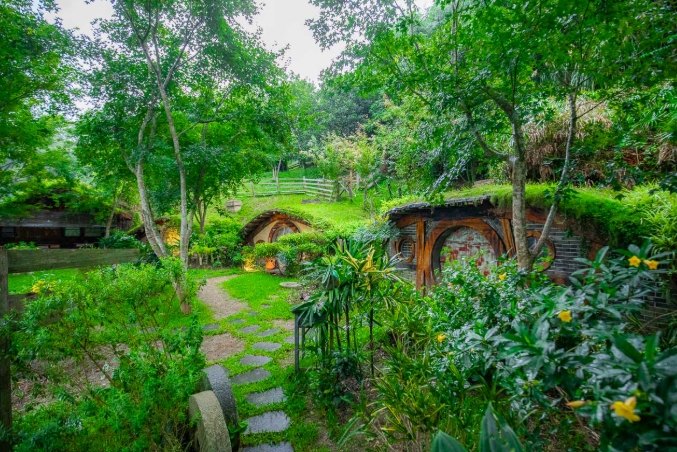 茶樹森林旅遊 茶樹森林旅遊