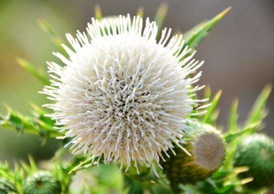 雞角刺化學組成 雞角刺化學組成