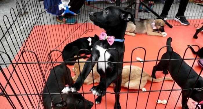 領養狗流程 領養狗流程