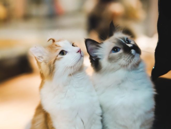 貓流口水原因 貓流口水原因