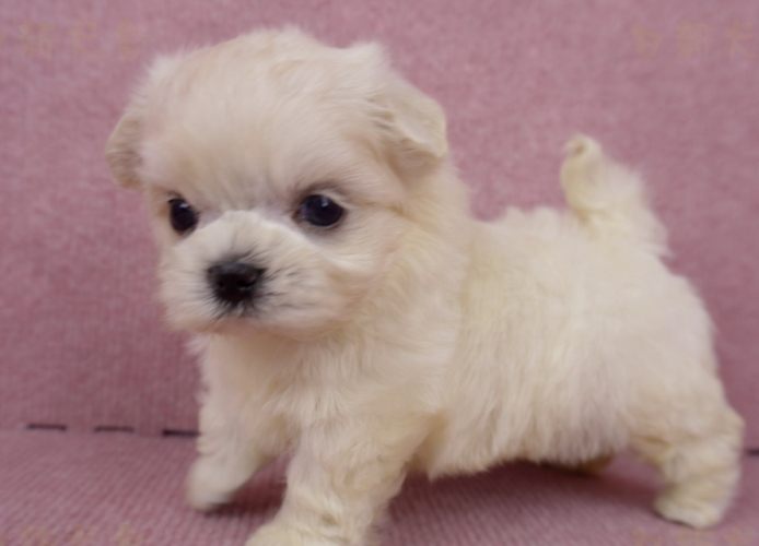 小型犬健康照顧