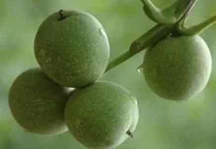 青木瓜茶副作用