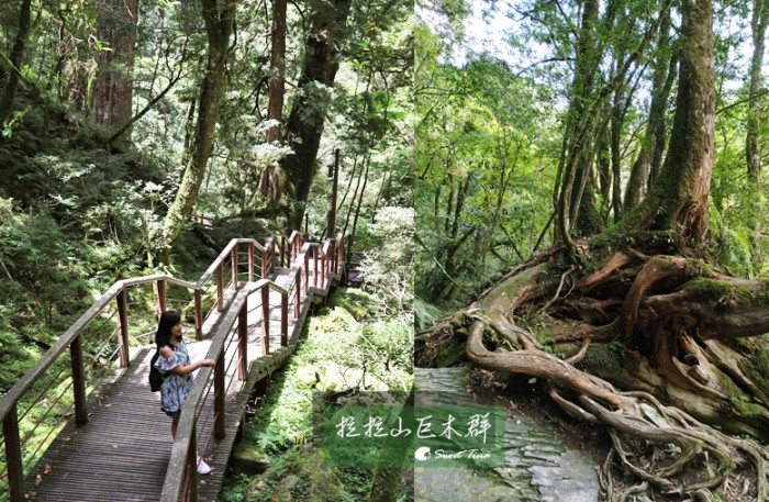 拉拉山神木群步道步行時間 拉拉山神木群步道步行時間