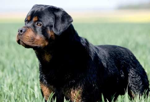 羅威納斷尾過程 羅威納斷尾過程