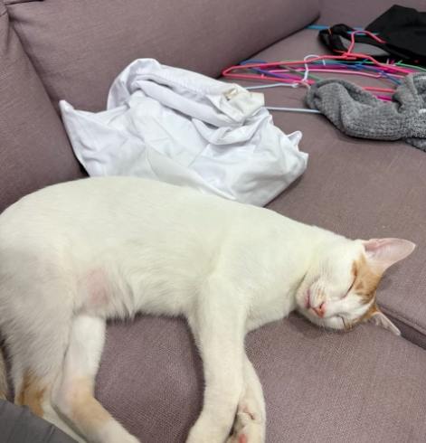 不適合養貓 不適合養貓