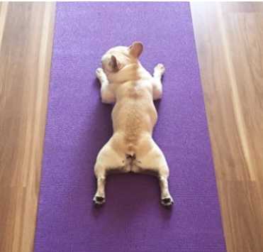 法鬥運動需求 法鬥運動需求