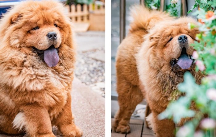 帶寵物旅行住宿 帶寵物旅行住宿