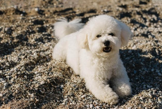 比熊犬健康問題 比熊犬健康問題