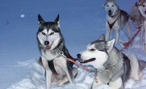 哈士奇行為 哈士奇行為