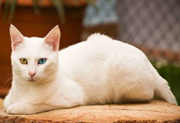 波斯貓護理方法 波斯貓護理方法