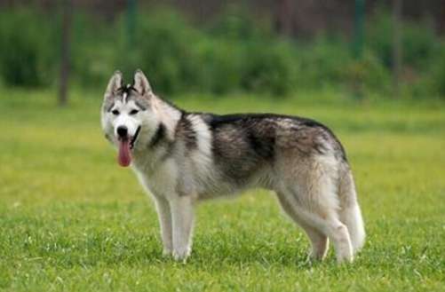 哈士奇优缺点 哈士奇优缺点