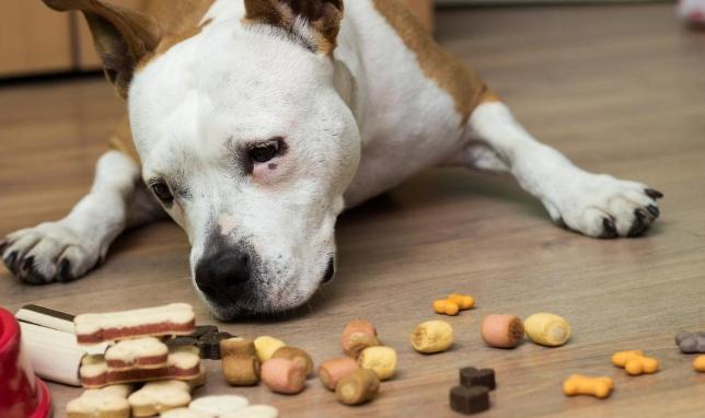狗飲食安全 狗飲食安全
