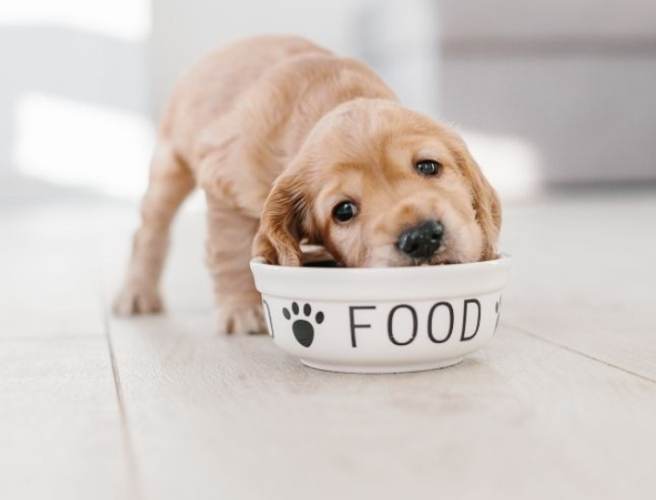 狗狗吃魚油好處 狗狗吃魚油好處