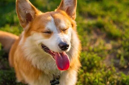 狗狗毛囊炎傳染