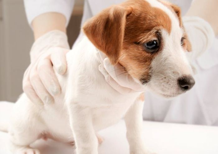 狗狗發燒症狀 狗狗發燒症狀