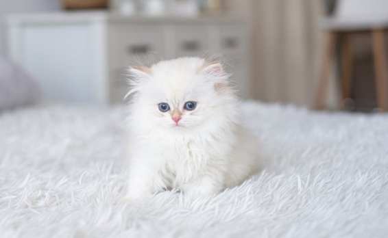 幼貓斷奶期 幼貓斷奶期