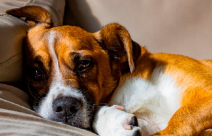 狗嘔吐黃色液體 狗嘔吐黃色液體