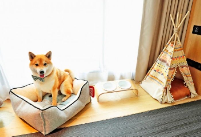 帶寵物住宿台北 帶寵物住宿台北