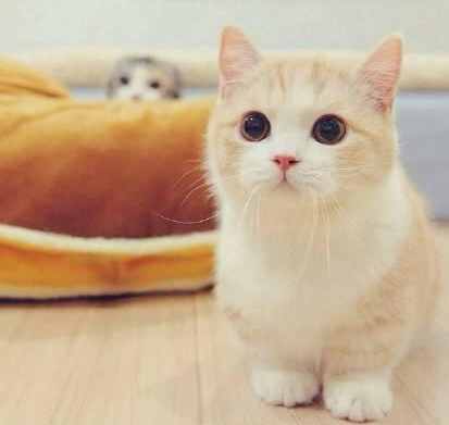 短腿貓健康問題