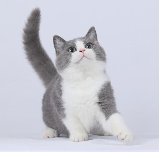 曼赤肯貓飼養 曼赤肯貓飼養