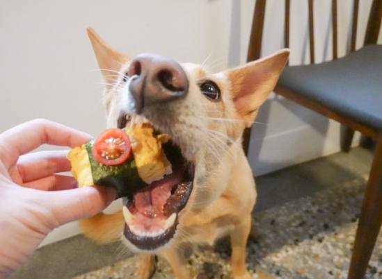 狗狗吐食物原因 狗狗吐食物原因