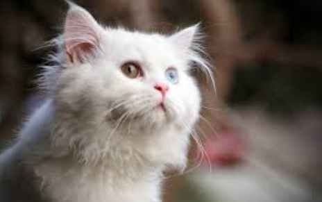 波斯貓健康問題 波斯貓健康問題