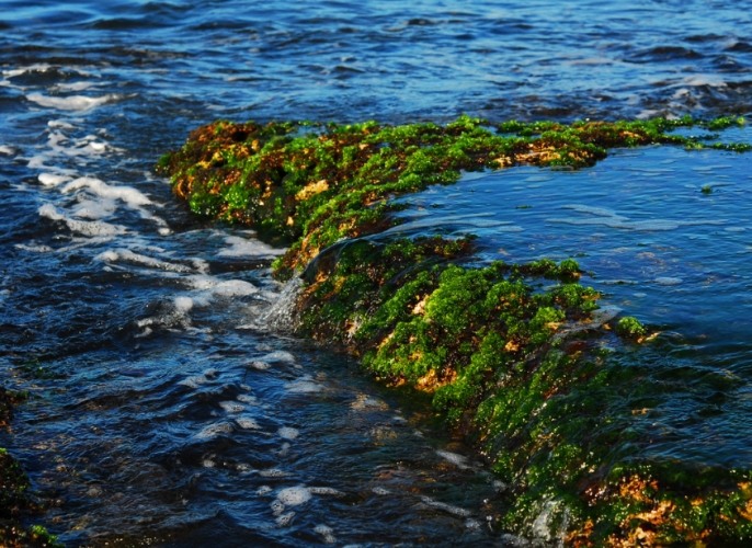 潮間帶生態 潮間帶生態