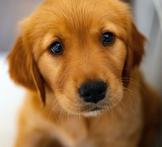 狗狗臨終照顧 狗狗臨終照顧