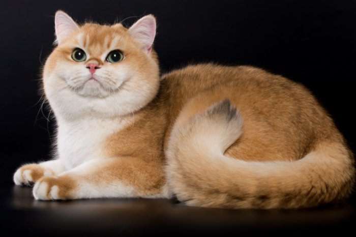 貓嘔吐但活潑 貓嘔吐但活潑