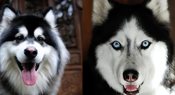 哈士奇饲养难度 哈士奇饲养难度