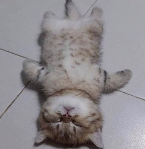 貓咪口水過多處理