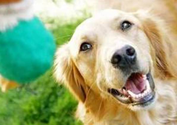 一年期寵物託管 一年期寵物託管