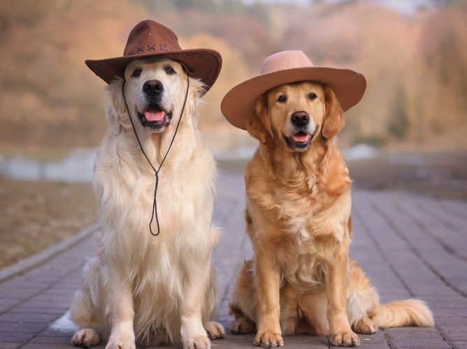 金毛尋回犬品種 金毛尋回犬品種