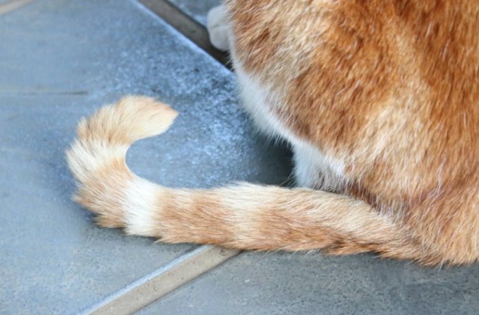 貓尾巴情緒 貓尾巴情緒