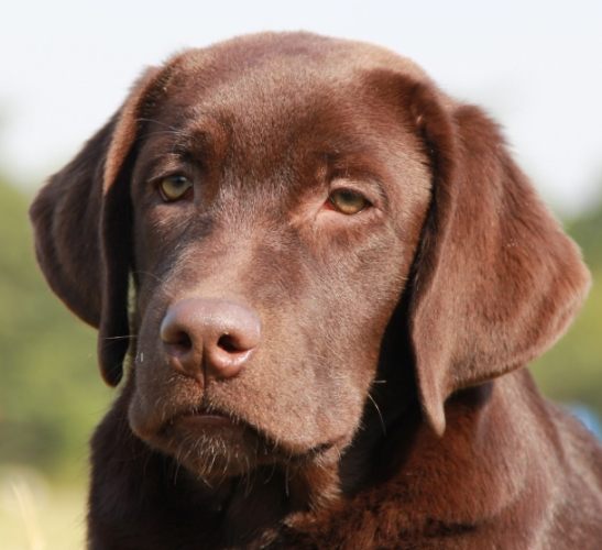 延长拉布拉多寿命 延长拉布拉多寿命