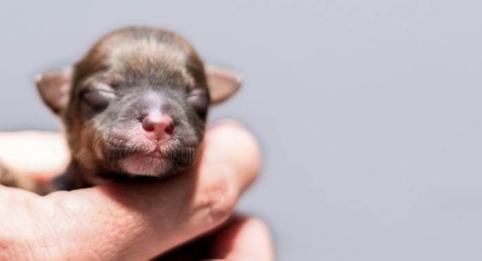 幼犬選擇 幼犬選擇