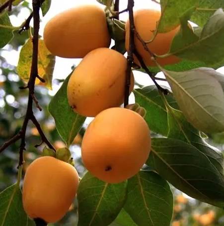 牛心柿食用方法