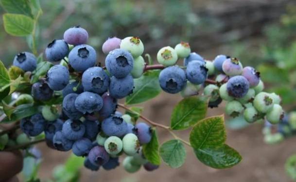 樹葡萄藍莓營養 樹葡萄藍莓營養