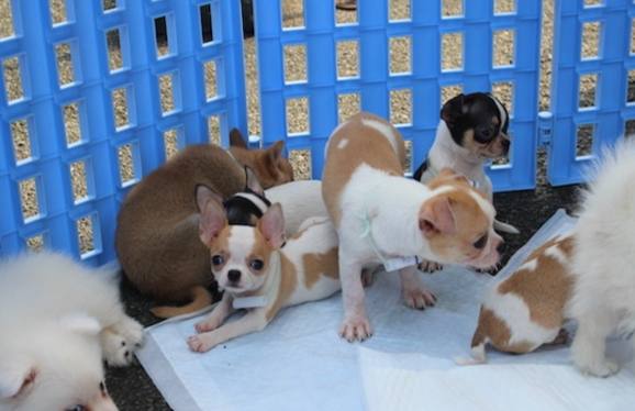 領養狗費用 領養狗費用