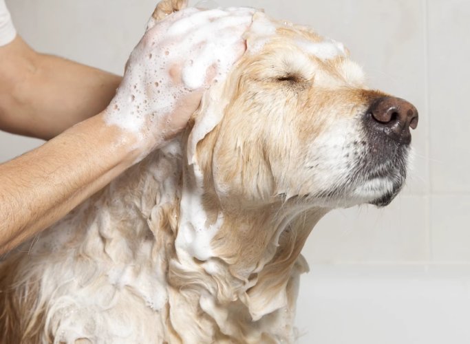 狗狗洗澡眼睛不適 狗狗洗澡眼睛不適